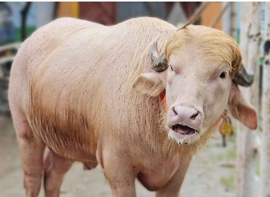ඌ අමු ගවයා තමා පුතා.....